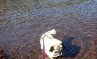 Janet R.'s photo of camping with pets at Gooseberry Falls State Park Campground near Duluth, MN