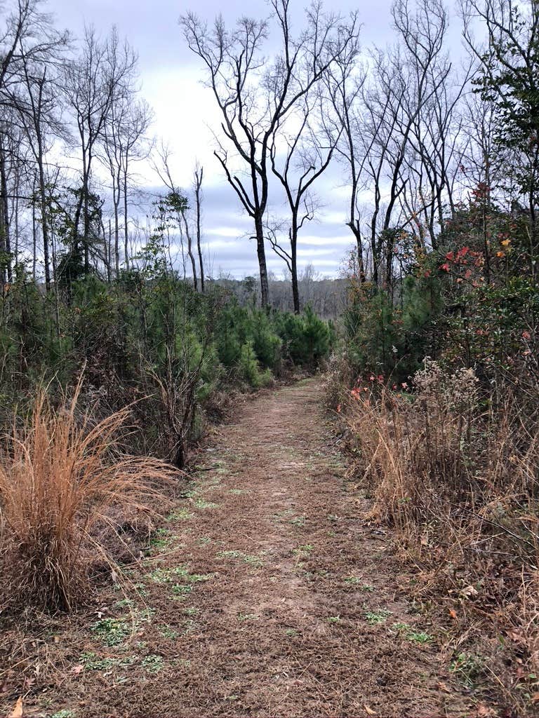 Camper-submitted photo at Atlanta State Park Campground near Saratoga, AR