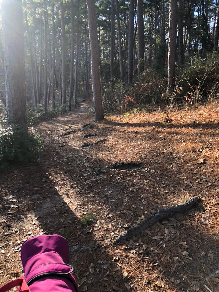 Camper-submitted photo at Daingerfield State Park Campground near Kilgore, TX