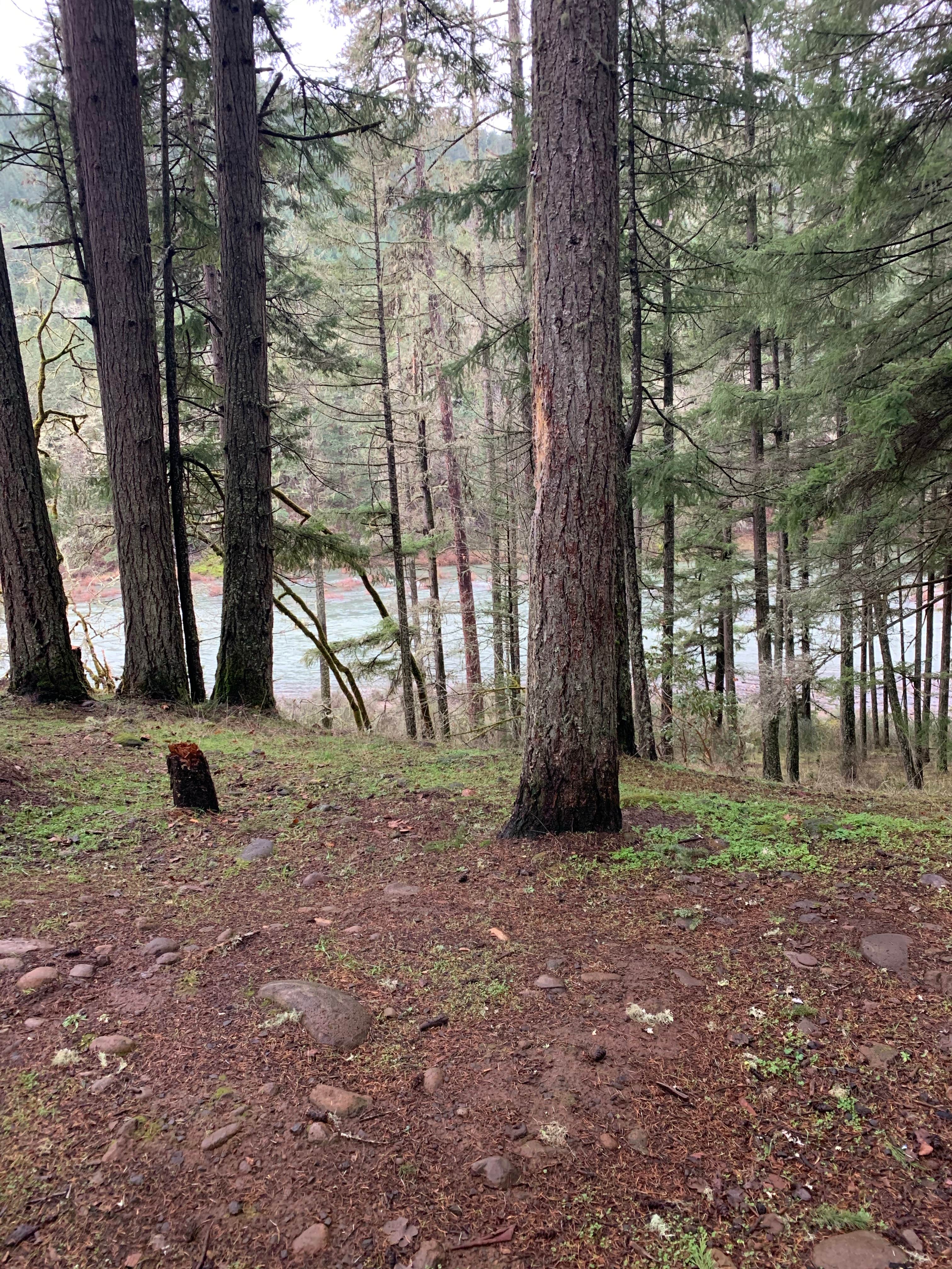 Camper-submitted photo at Whistlers Bend County Park near Dexter, OR