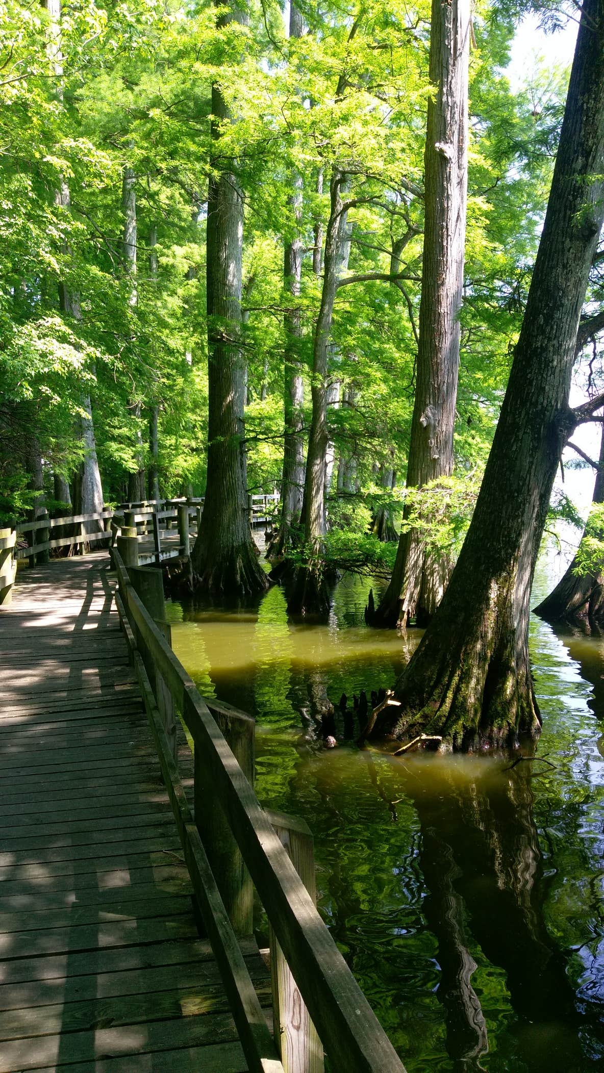 Camper submitted image from Reelfoot Lake State Park Campgrounds - 3