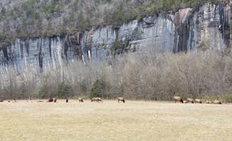 Stephen R.'s photo of camping with a horse at Steel Creek Campground — Buffalo National River near Gateway, AR