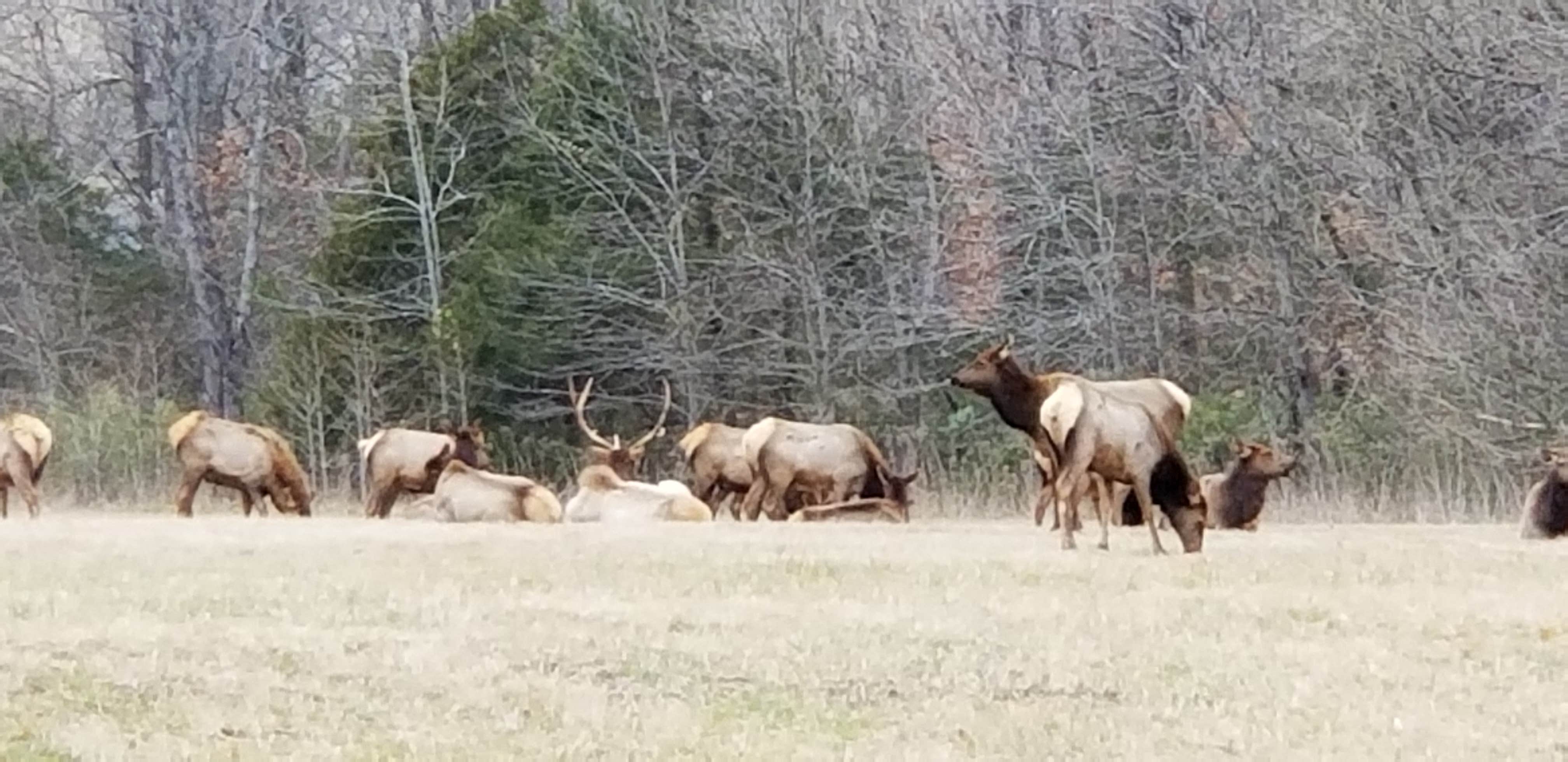 Stephen R.'s photo of camping with a horse at Steel Creek Campground — Buffalo National River near Forsyth, MO