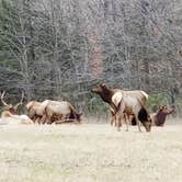 Review photo of Steel Creek Campground — Buffalo National River by Stephen R., January 4, 2021