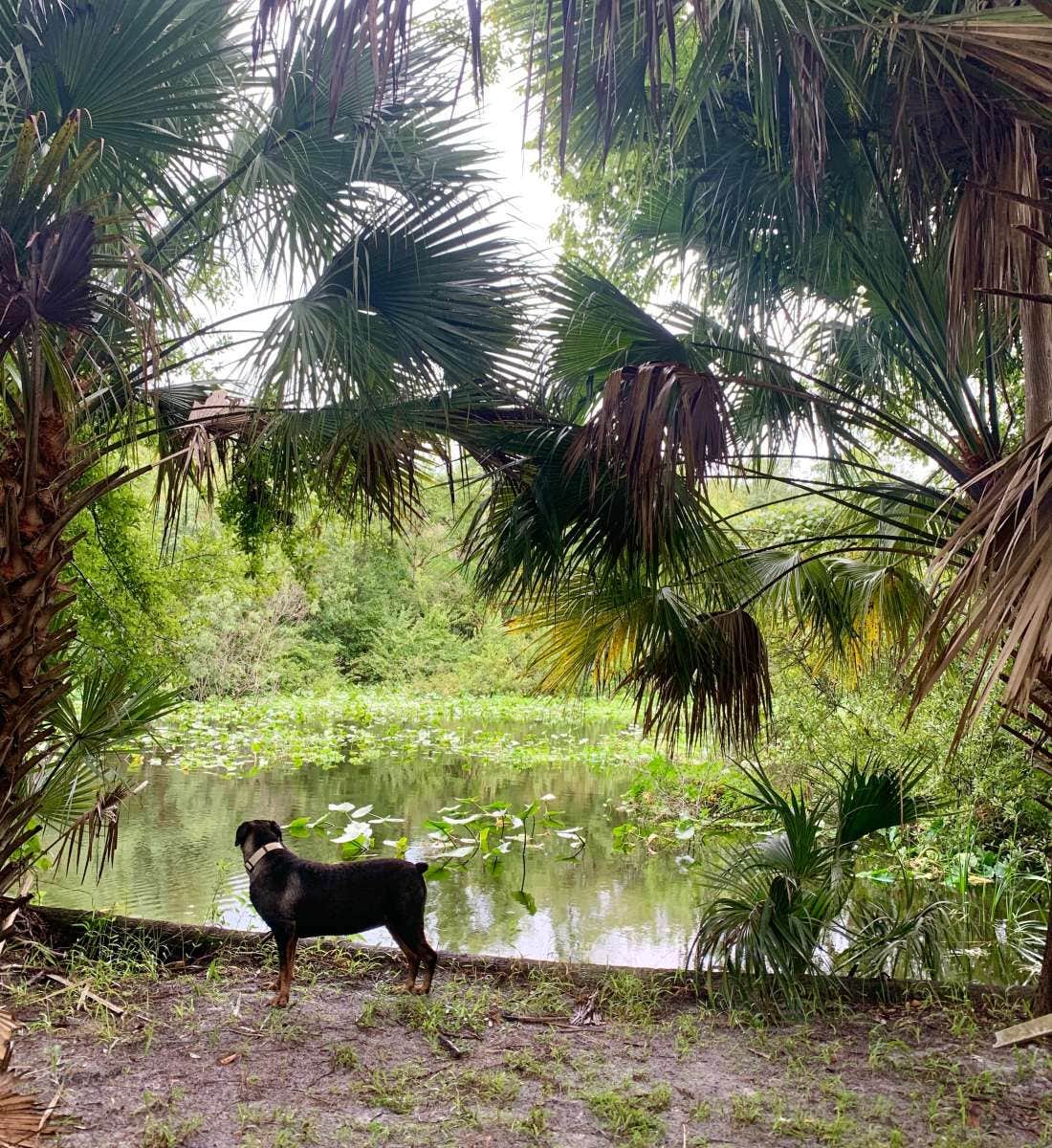 Angelina's photo of camping with pets at The Wekiva River Experience near Orlando, FL