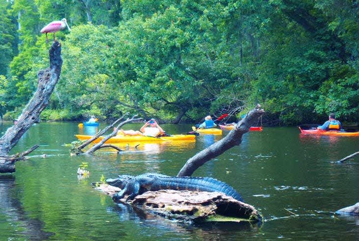 Camper submitted image from The Wekiva River Experience - 5