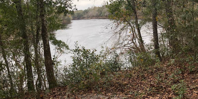 Camper submitted image from Peacock Slough River Camp — Suwannee River Wilderness Trail
