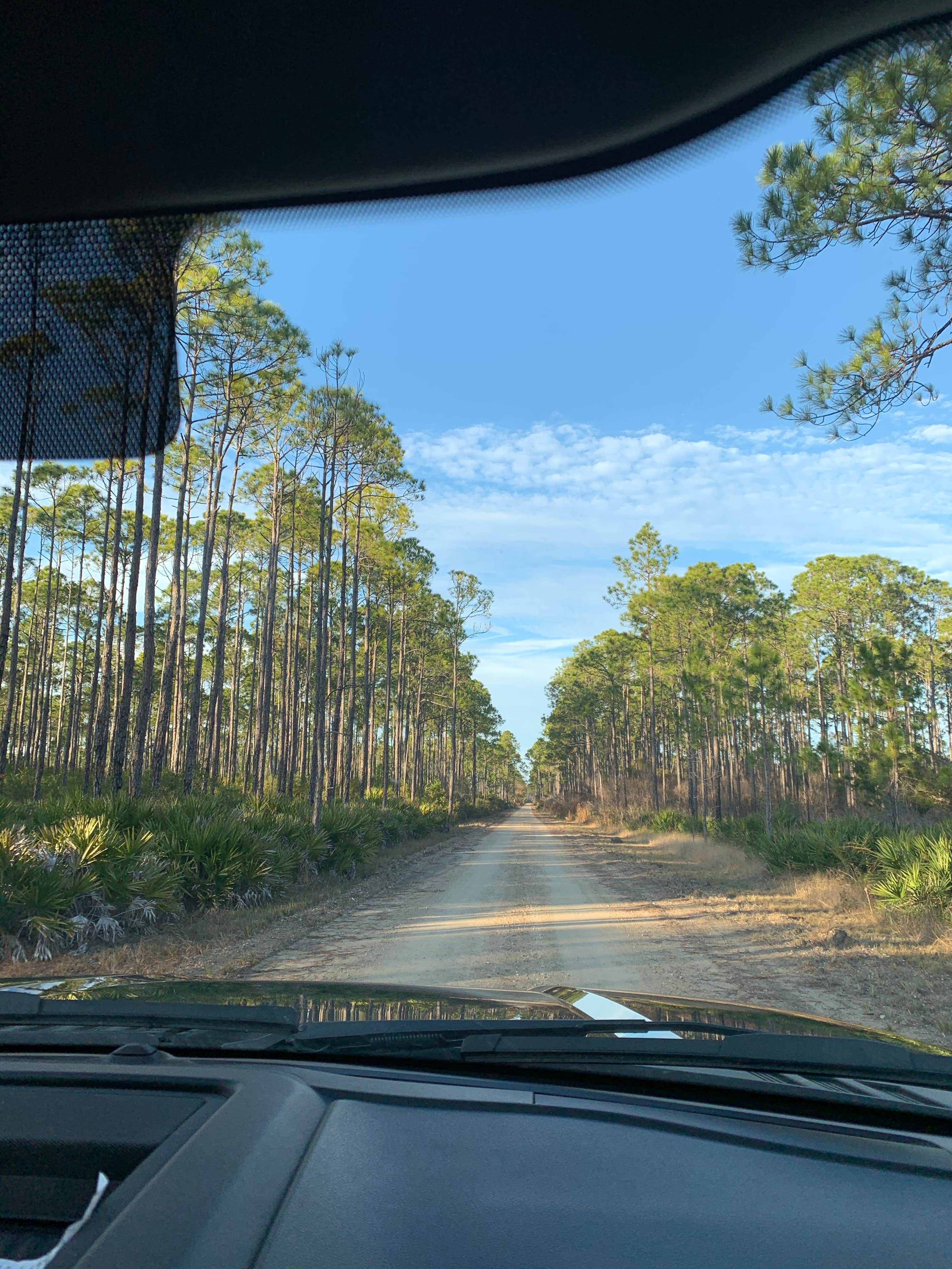 Camper submitted image from Tate's Hell State Forest - 3