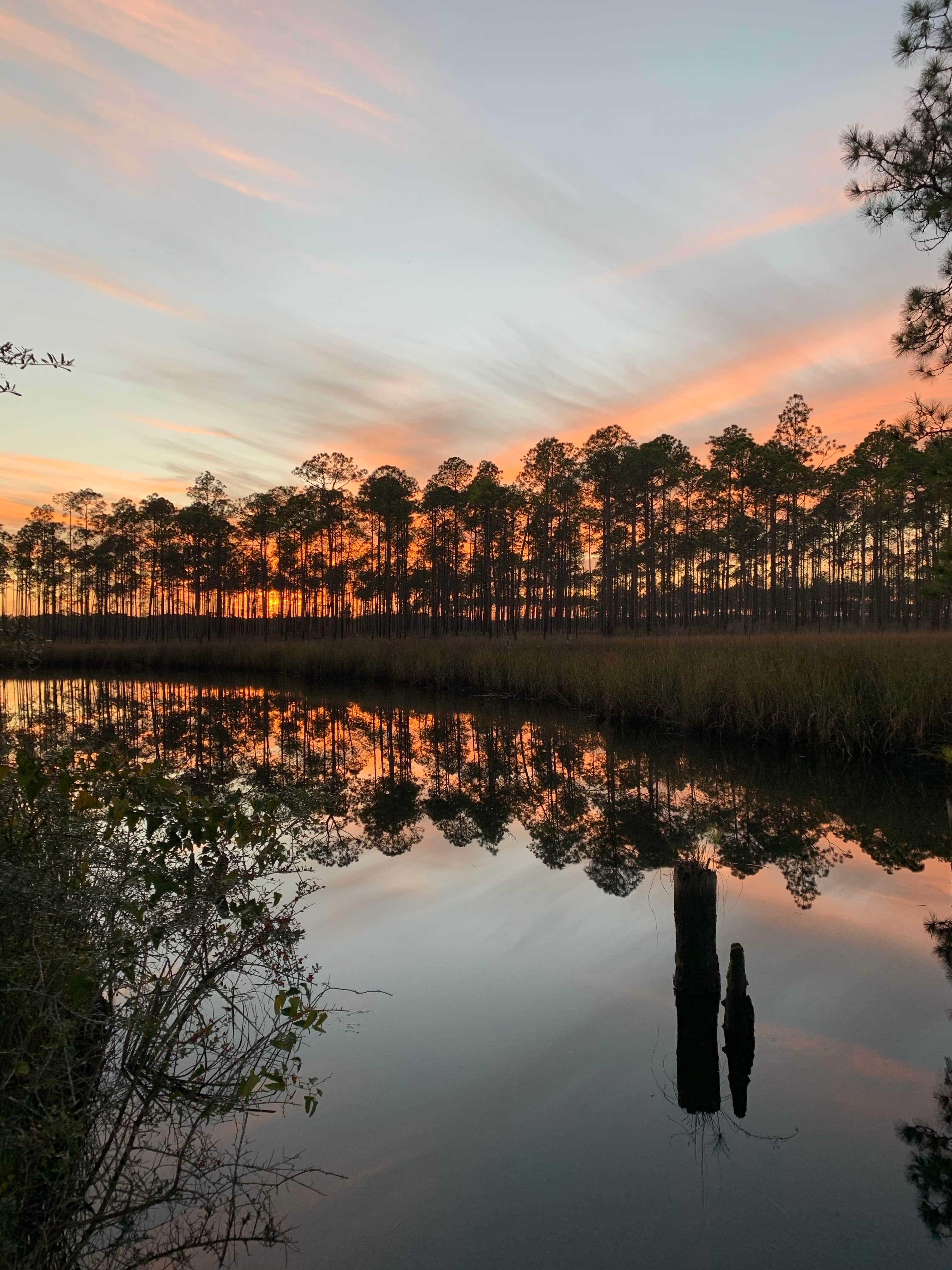 Camper submitted image from Tate's Hell State Forest - 3