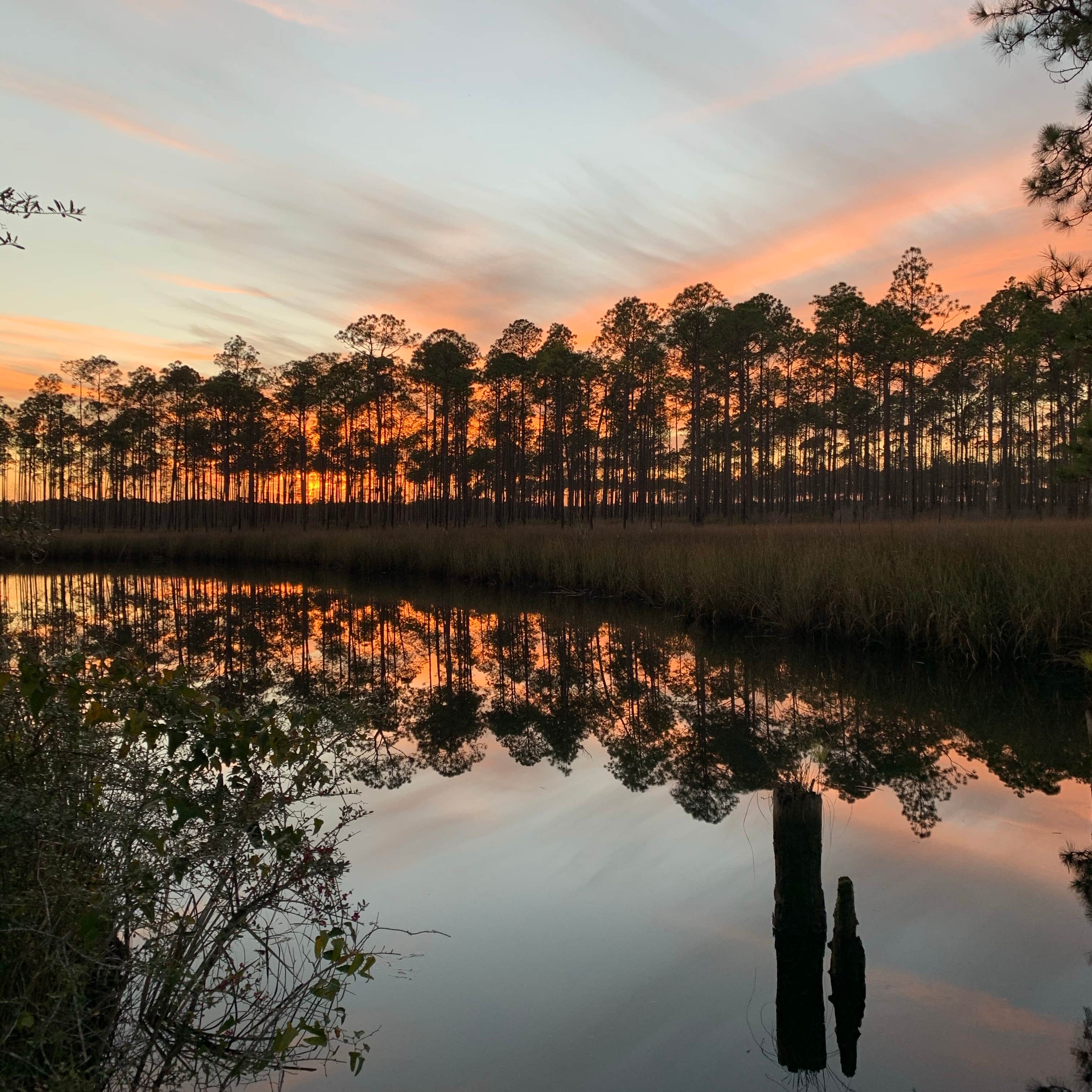 Tate's Hell State Forest Camping | The Dyrt