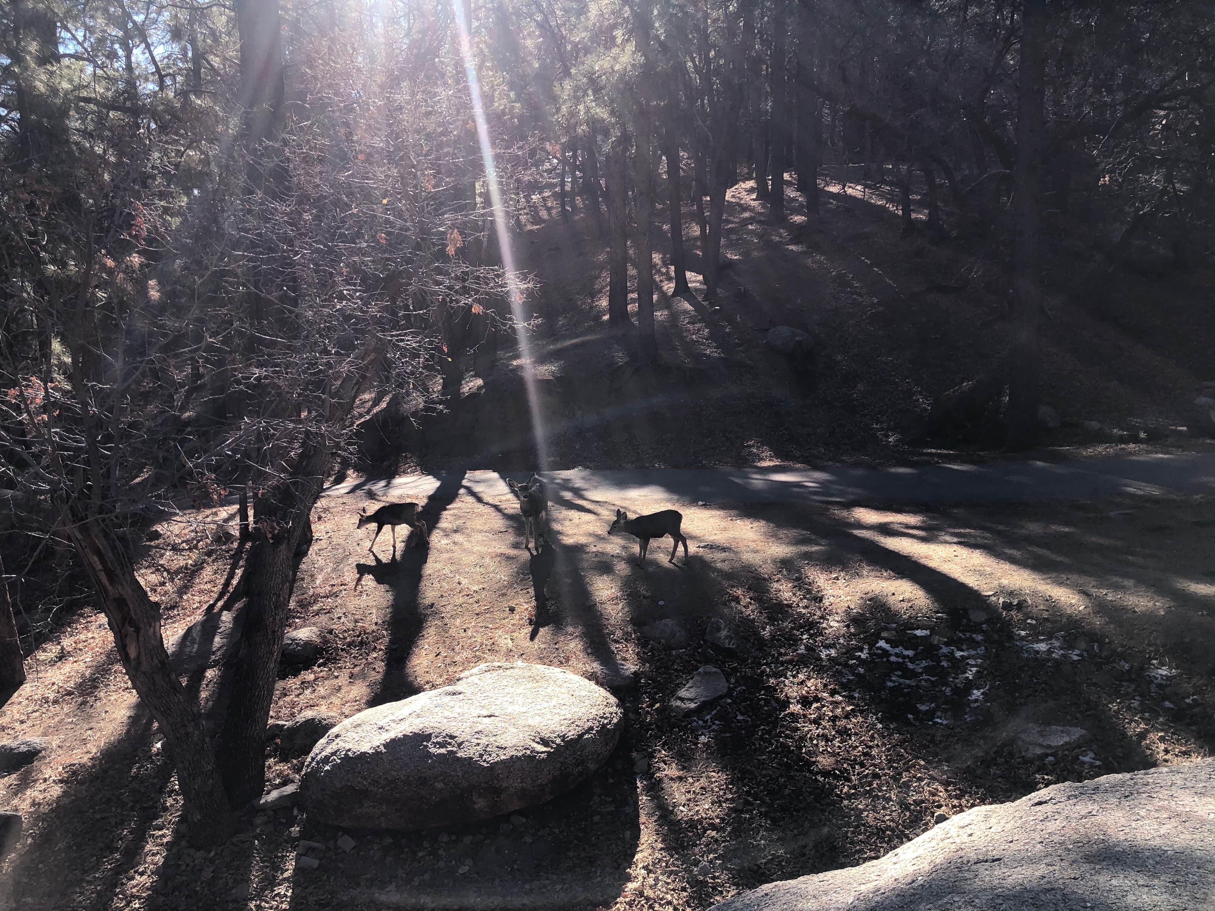 Camper-submitted photo at Hualapai Mountain Park near Peach Springs, AZ