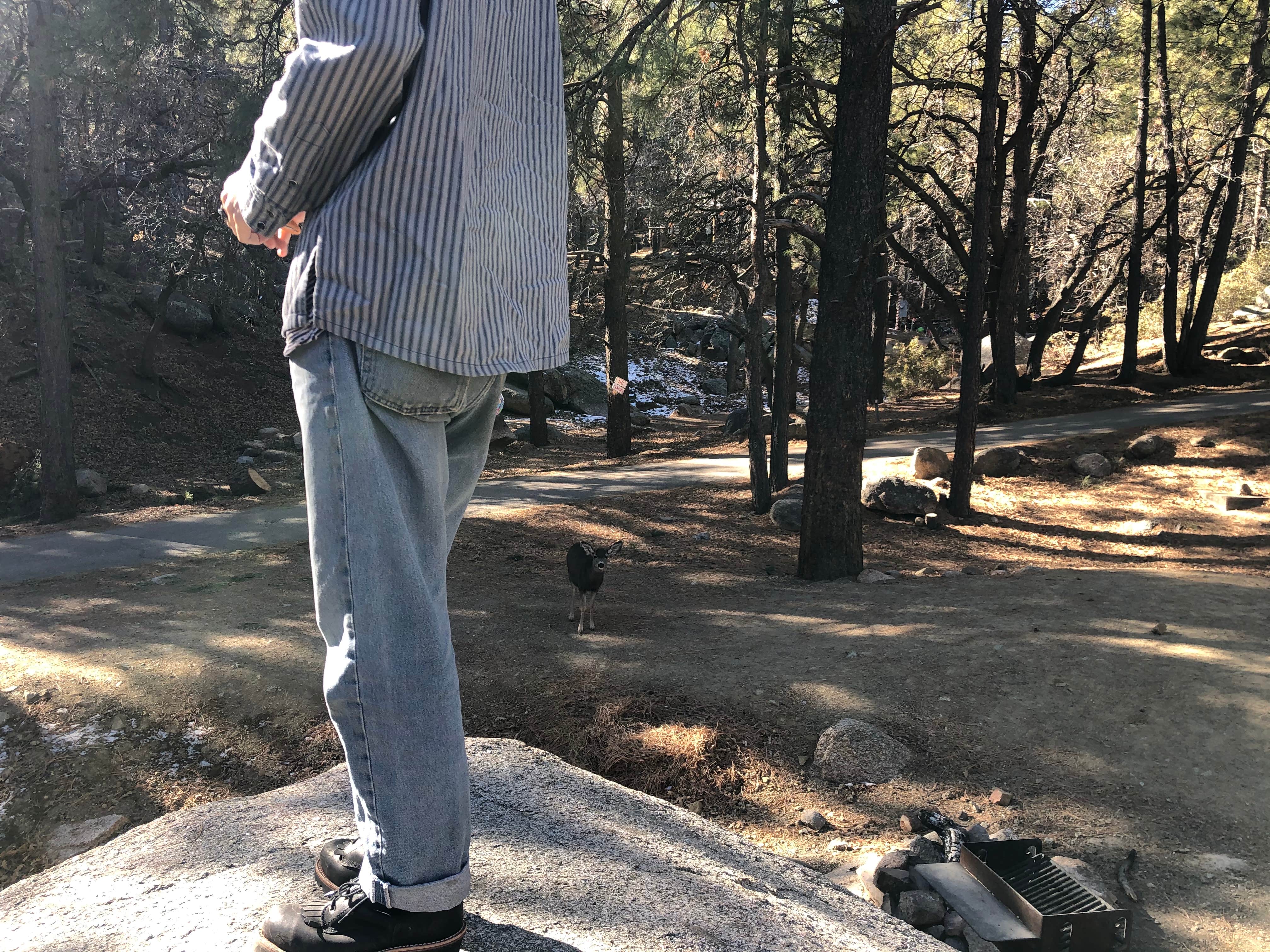 Camper-submitted photo at Hualapai Mountain Park near Peach Springs, AZ