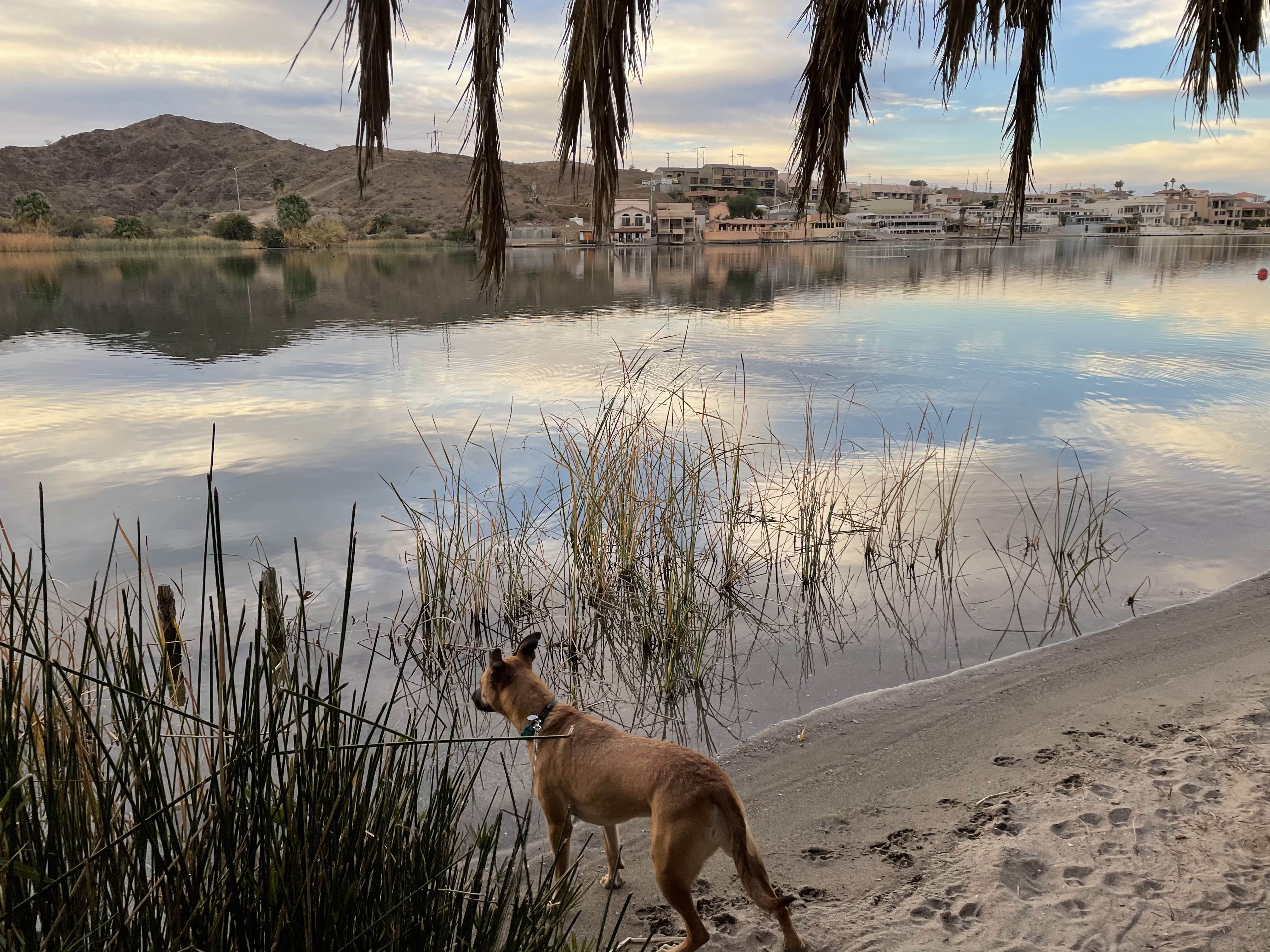 Kate W.'s photo of camping with pets at Crossroads Campground near Parker Dam, CA