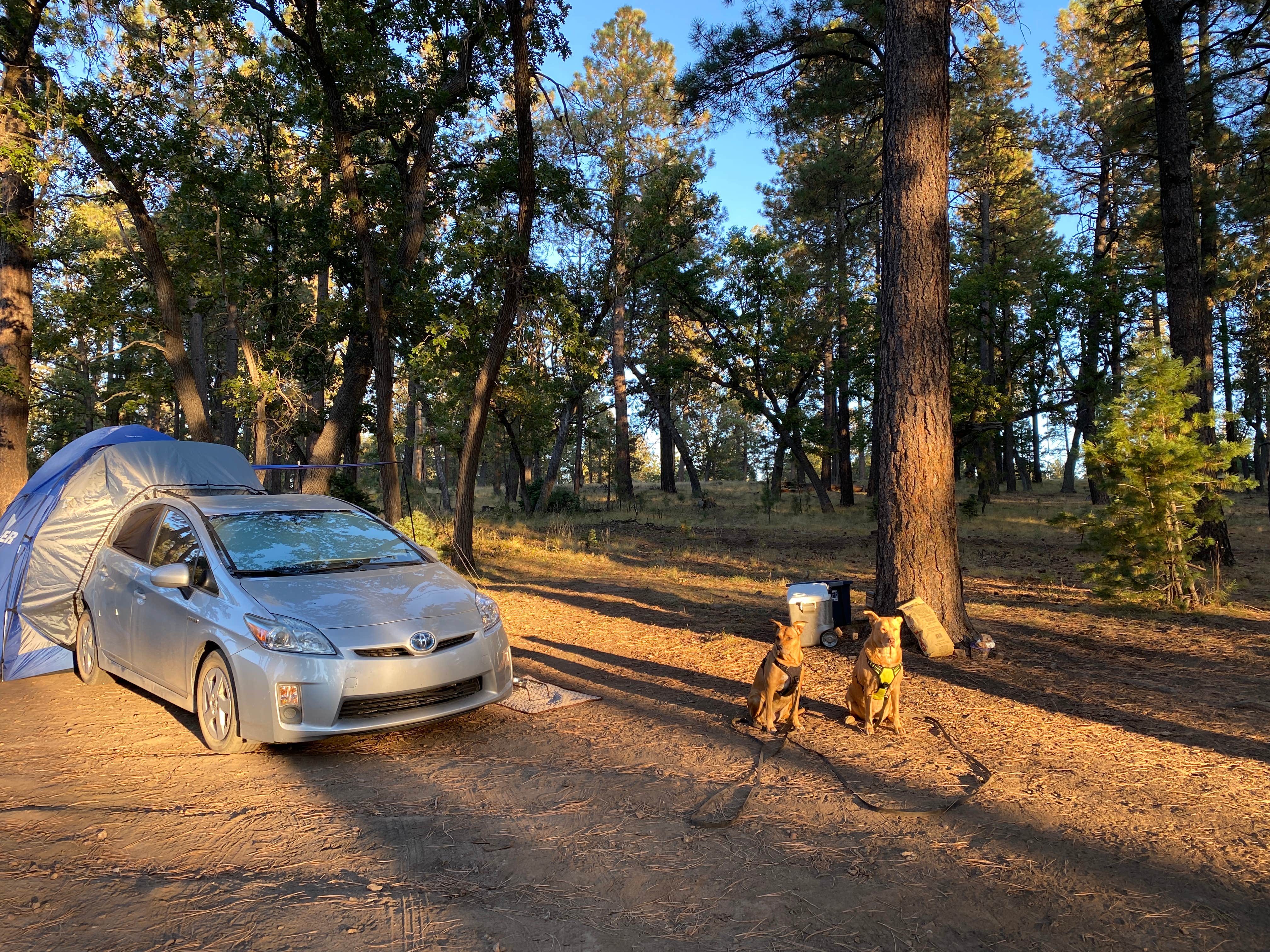 Camping near Chevelon Canyon Lake Campground: Fr 66, Forest Lakes, Arizona