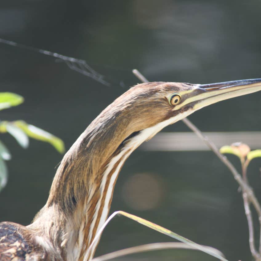 Midway Campground — Big Cypress National Preserve