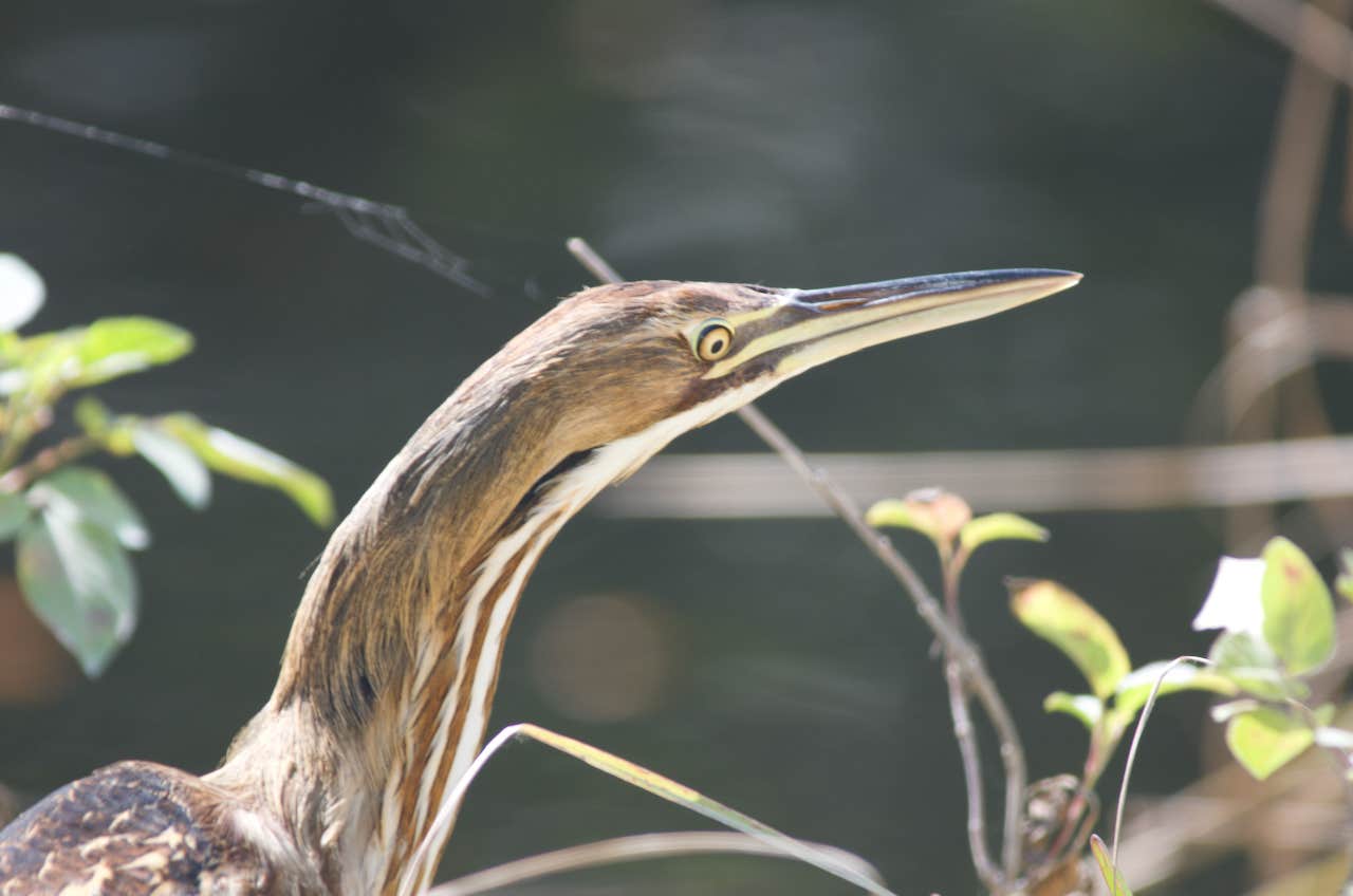 Camper submitted image from Midway Campground — Big Cypress National Preserve - 1