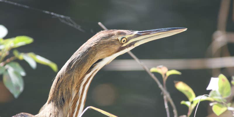 Camper submitted image from Midway Campground — Big Cypress National Preserve