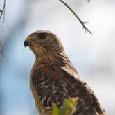 Review photo of Midway Campground — Big Cypress National Preserve by Kevin A., January 4, 2021