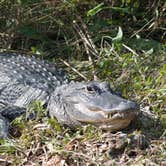 Review photo of Midway Campground — Big Cypress National Preserve by Kevin A., January 4, 2021