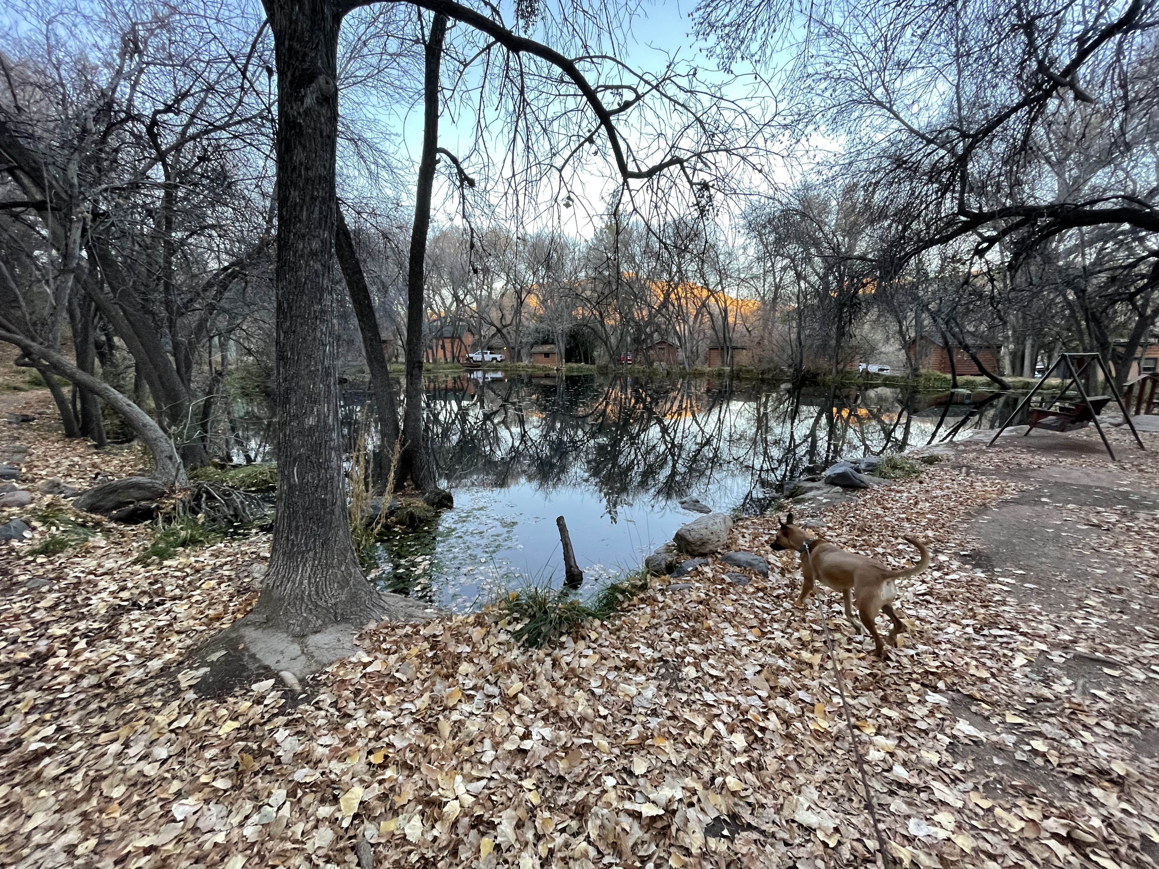 Kate W.'s photo of camping with pets at Lo Lo Mai Springs Resort near Cottonwood, AZ