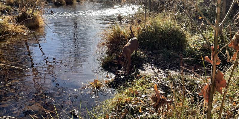 Camper submitted image from Lo Lo Mai Springs Resort