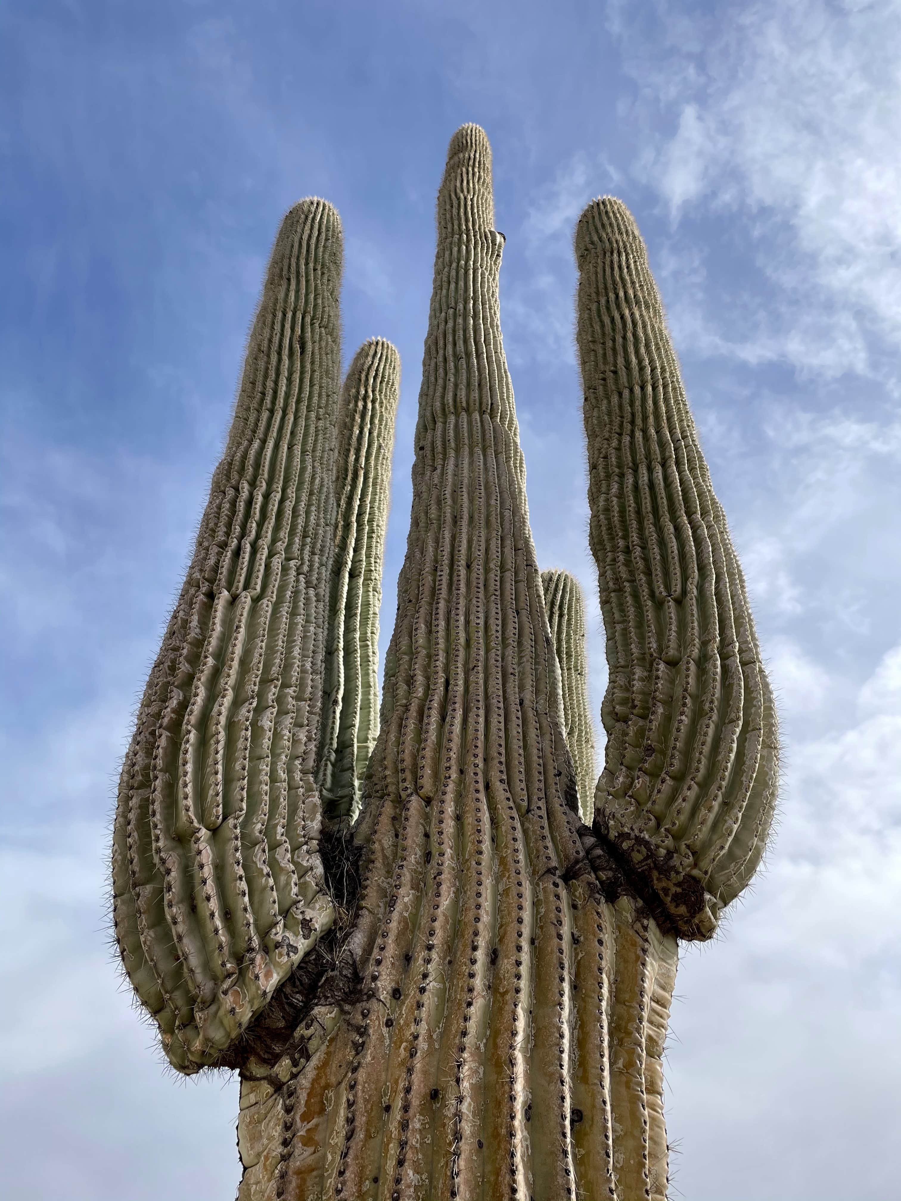 Camper submitted image from Maricopa County Park Lake Pleasant - 2