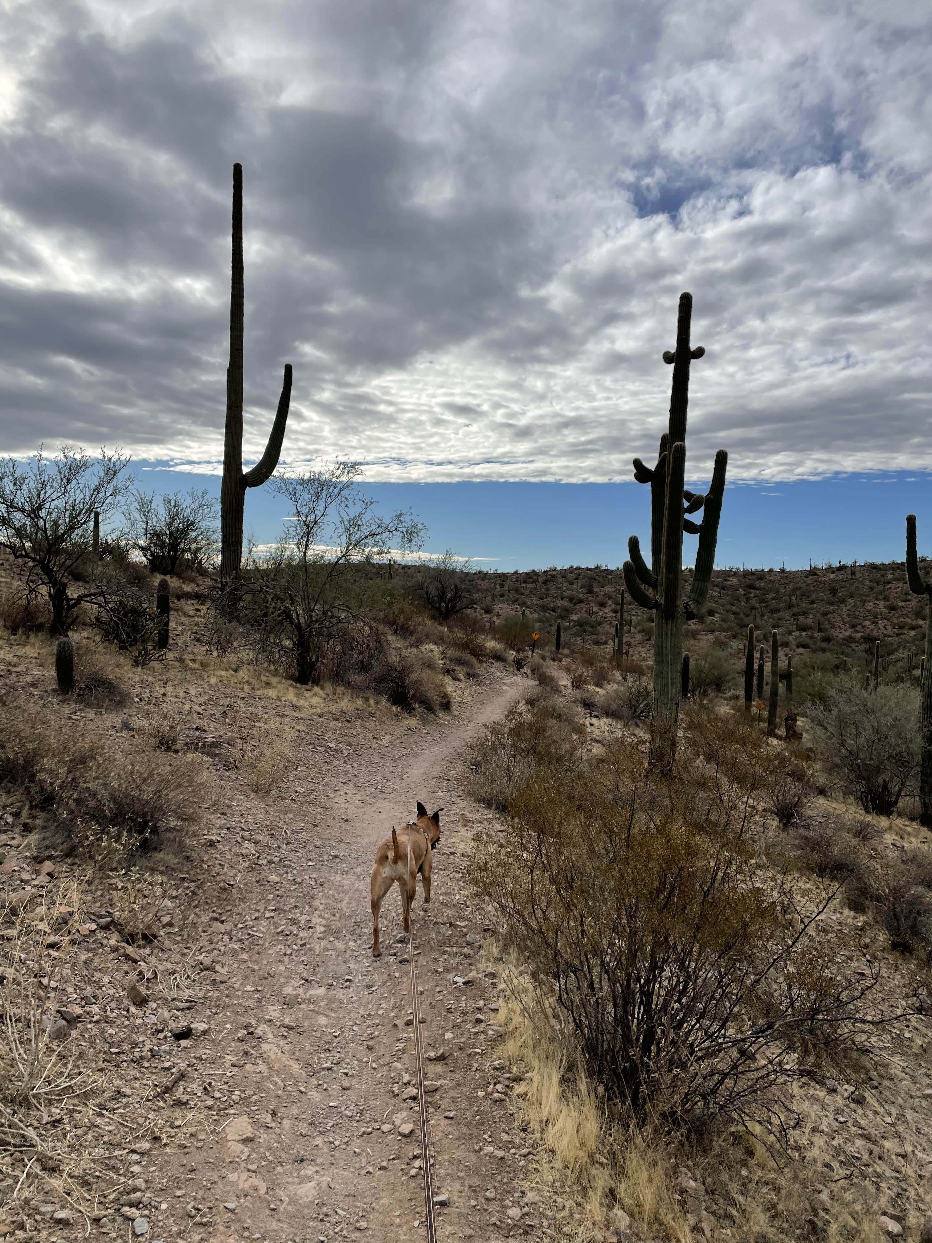 Kate W.'s photo of camping with pets at Maricopa County Park Lake Pleasant near Wickenburg, AZ