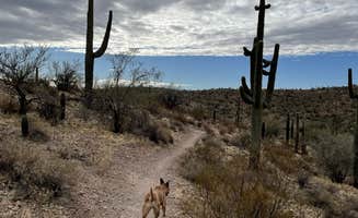 Kate W.'s photo of camping with pets at Maricopa County Park Lake Pleasant near Crown King, AZ