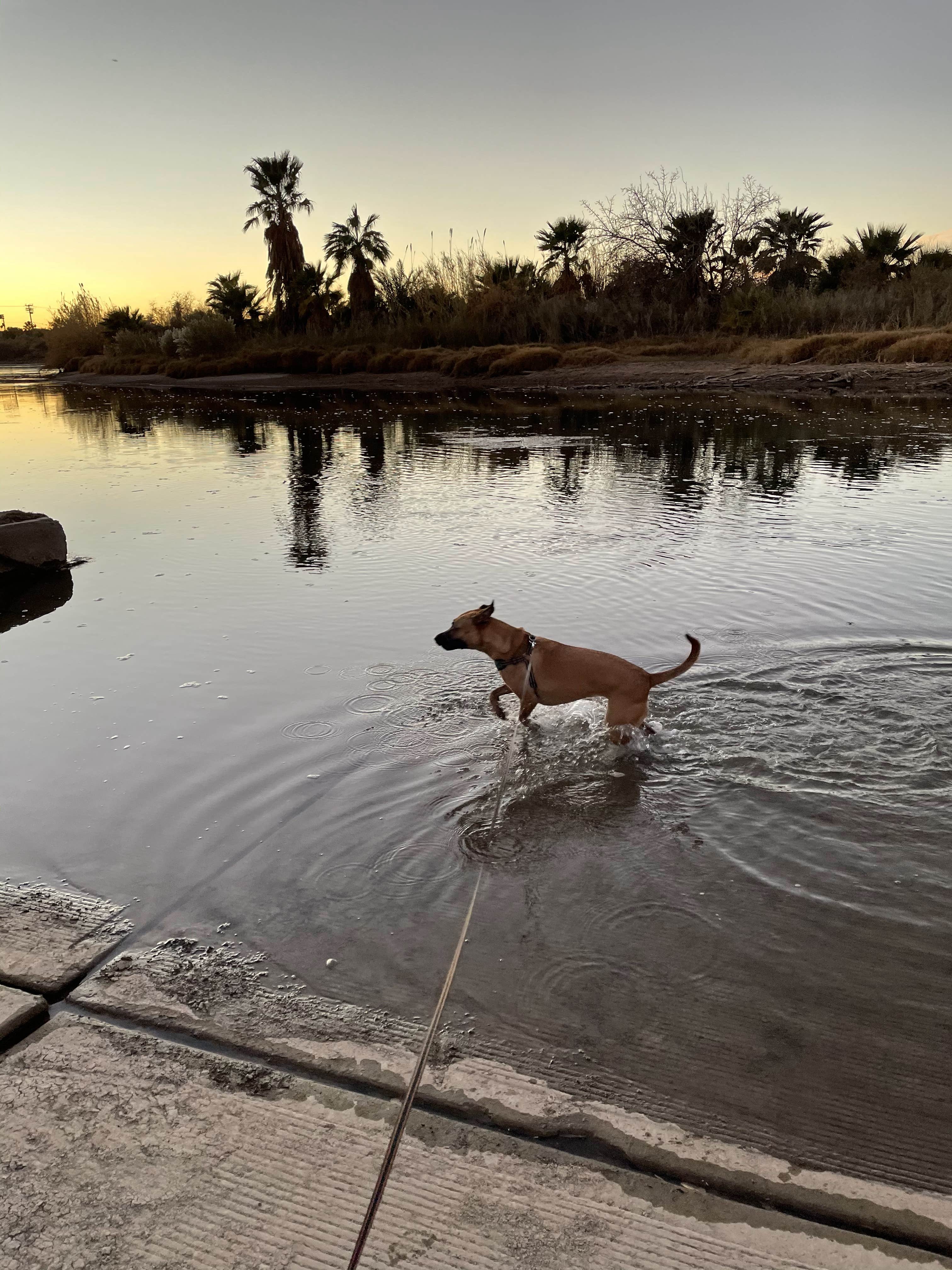 Kate W.'s photo of camping with pets at Arizona Oasis RV Resort near Cibola, AZ