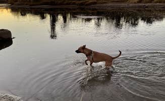 Kate W.'s photo of camping with pets at Arizona Oasis RV Resort near Cibola, AZ