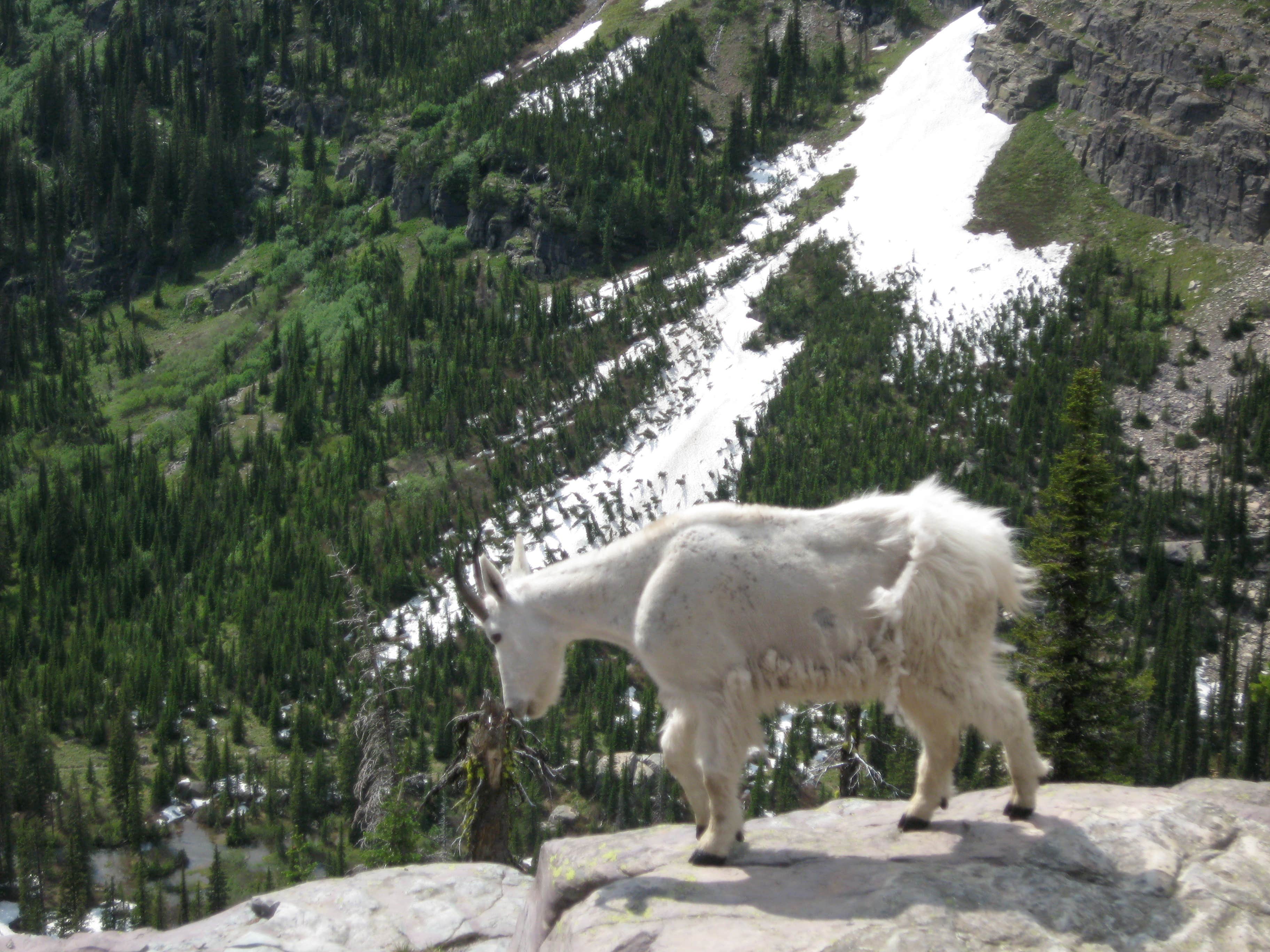 Camper-submitted photo at Sperry Wilderness Campsite — Glacier National Park near Hungry Horse, MT