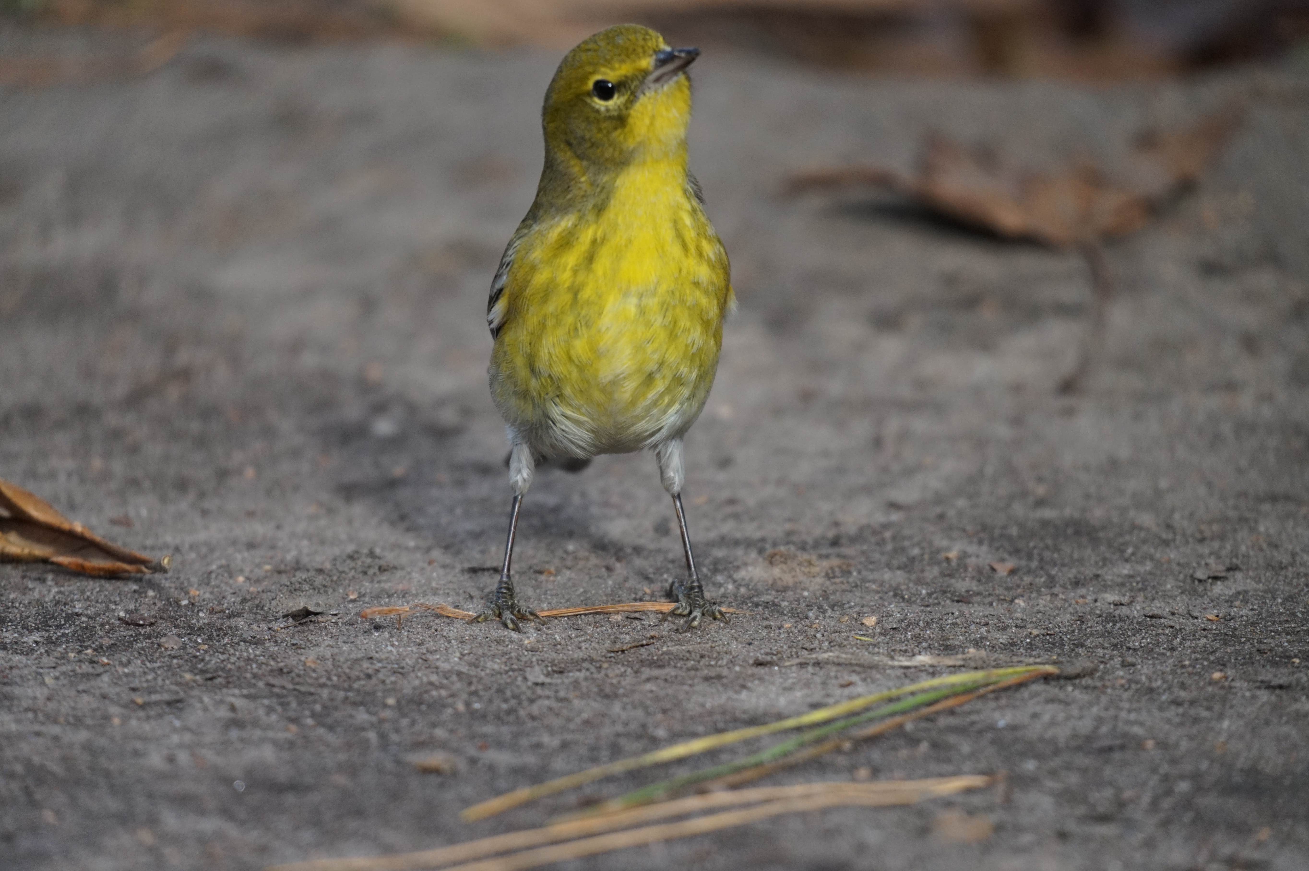 Camper-submitted photo at Stubblefield Lake Recreation Area near Dodge, TX