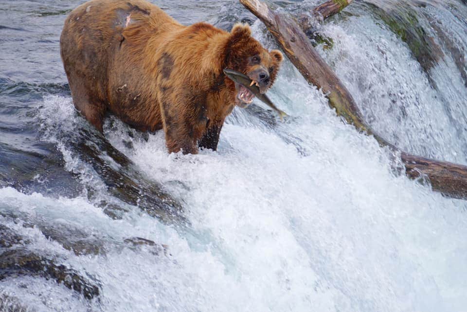 Camper submitted image from Brooks Camp Campground — Katmai Bay National Park - 5
