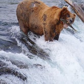 Review photo of Brooks Camp Campground — Katmai Bay National Park by Dan X., January 5, 2021
