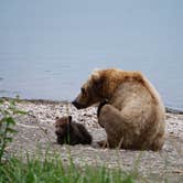 Review photo of Brooks Camp Campground — Katmai Bay National Park by Dan X., January 5, 2021