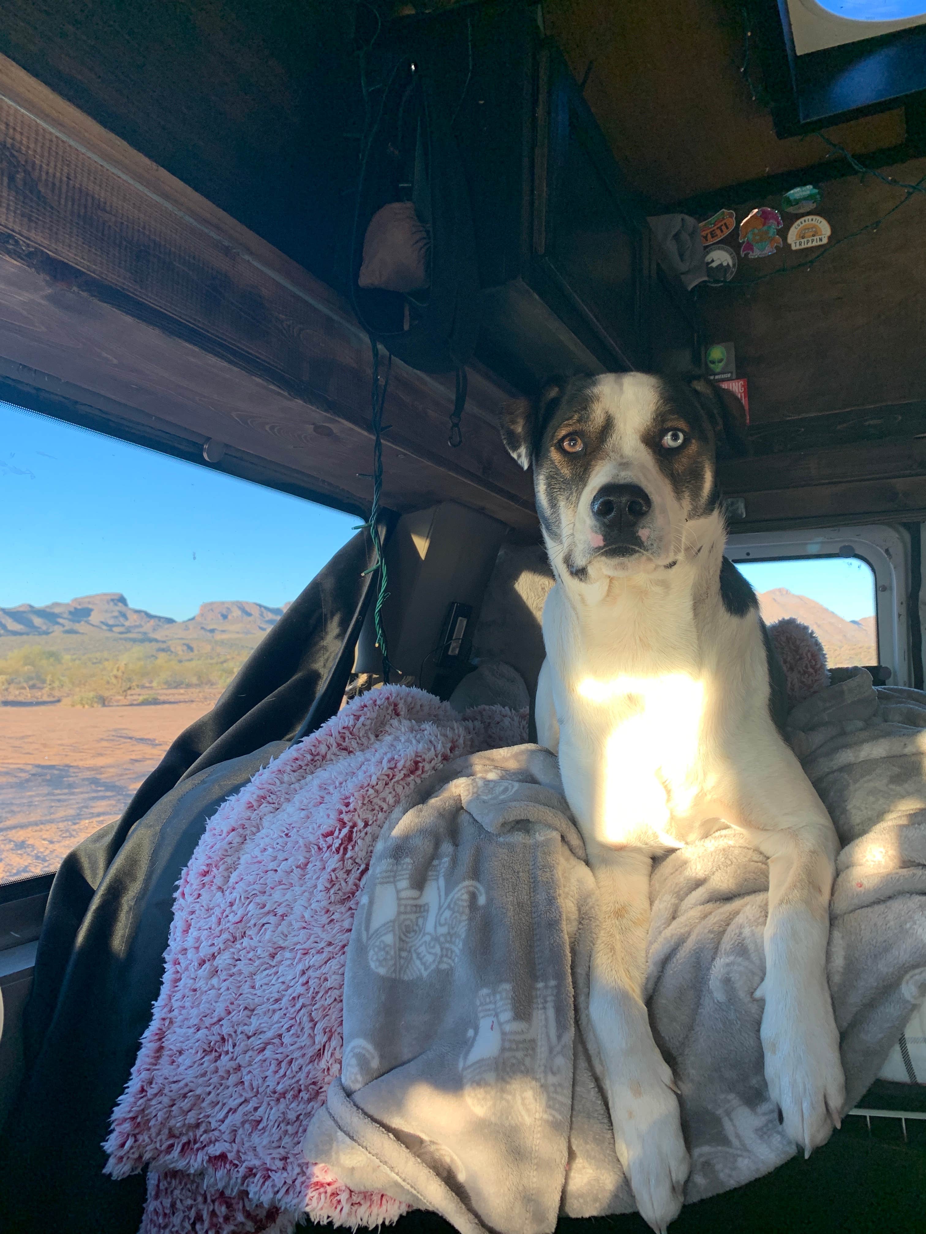 Kiley S.'s photo of camping with pets at Old Airstrip Camping & Staging Area near Wickenburg, AZ
