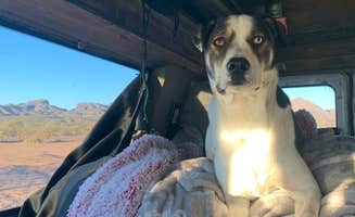 Kiley S.'s photo of camping with pets at Old Airstrip Camping & Staging Area near Crown King, AZ