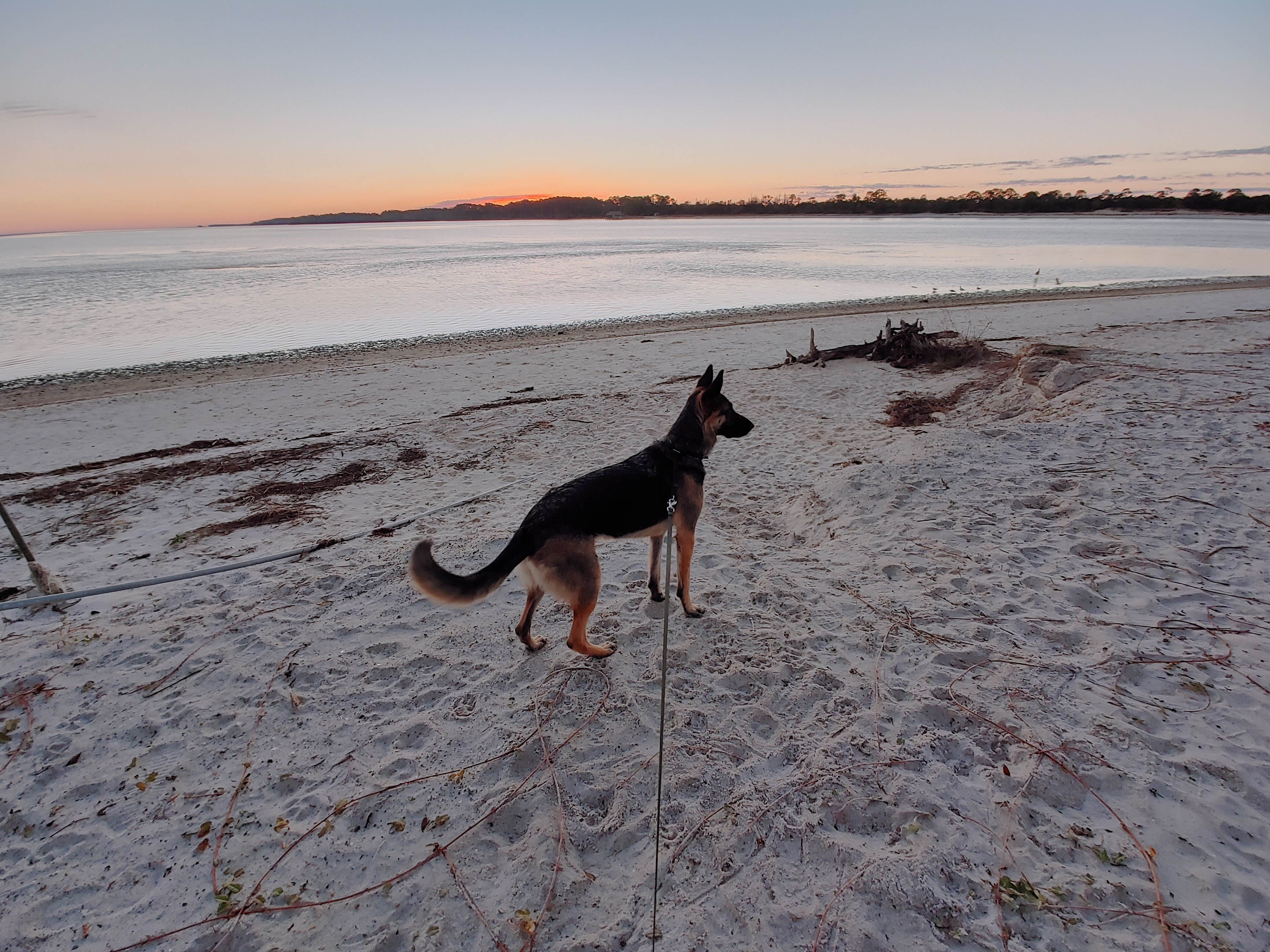 Crystal's photo of camping with pets at Indian Pass Campground near Mexico Beach, FL