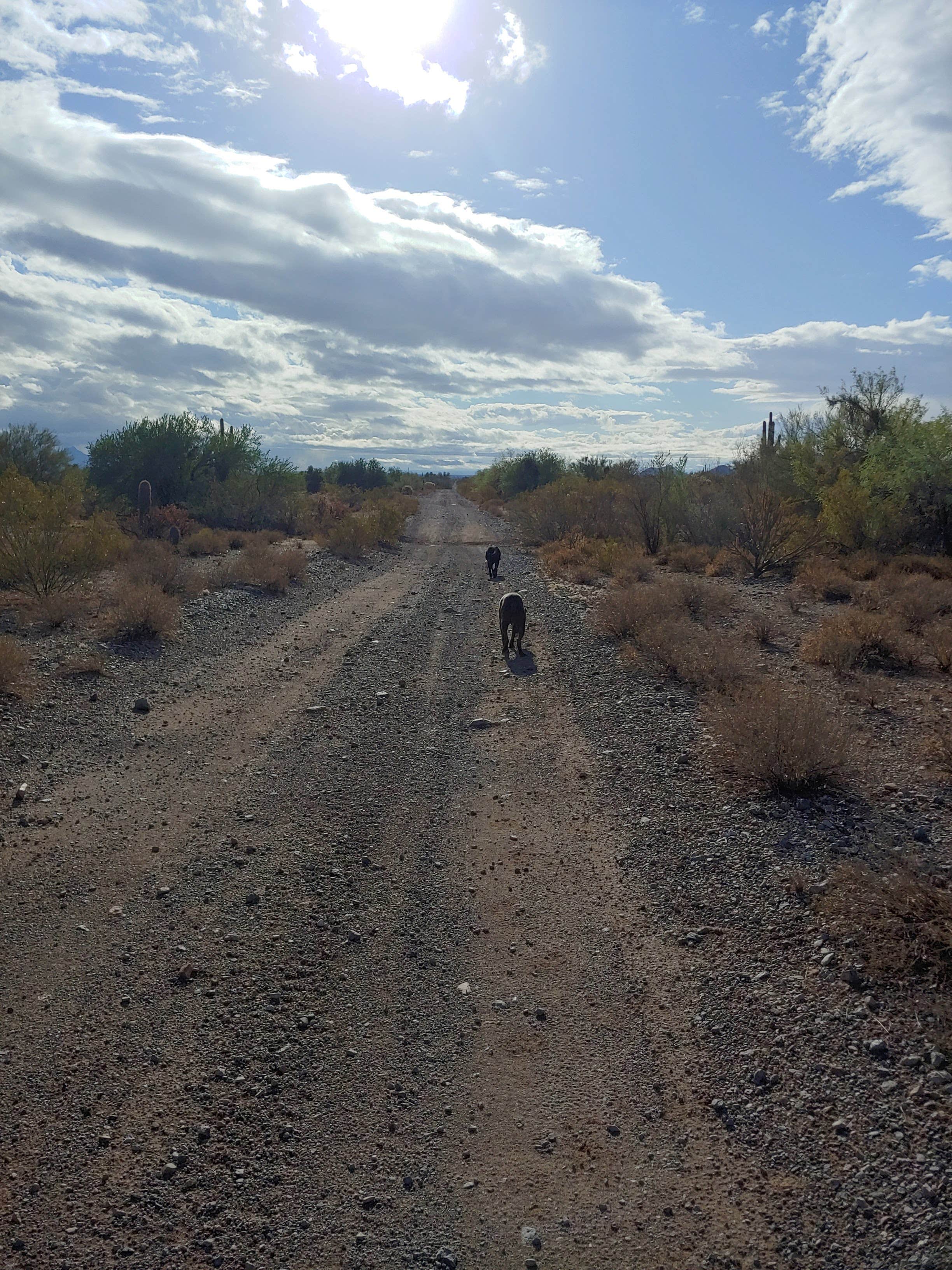 Camper-submitted photo at BLM Ironwood Forest National Monument - Pipeline Rd Dispersed camping near Arizona City, AZ