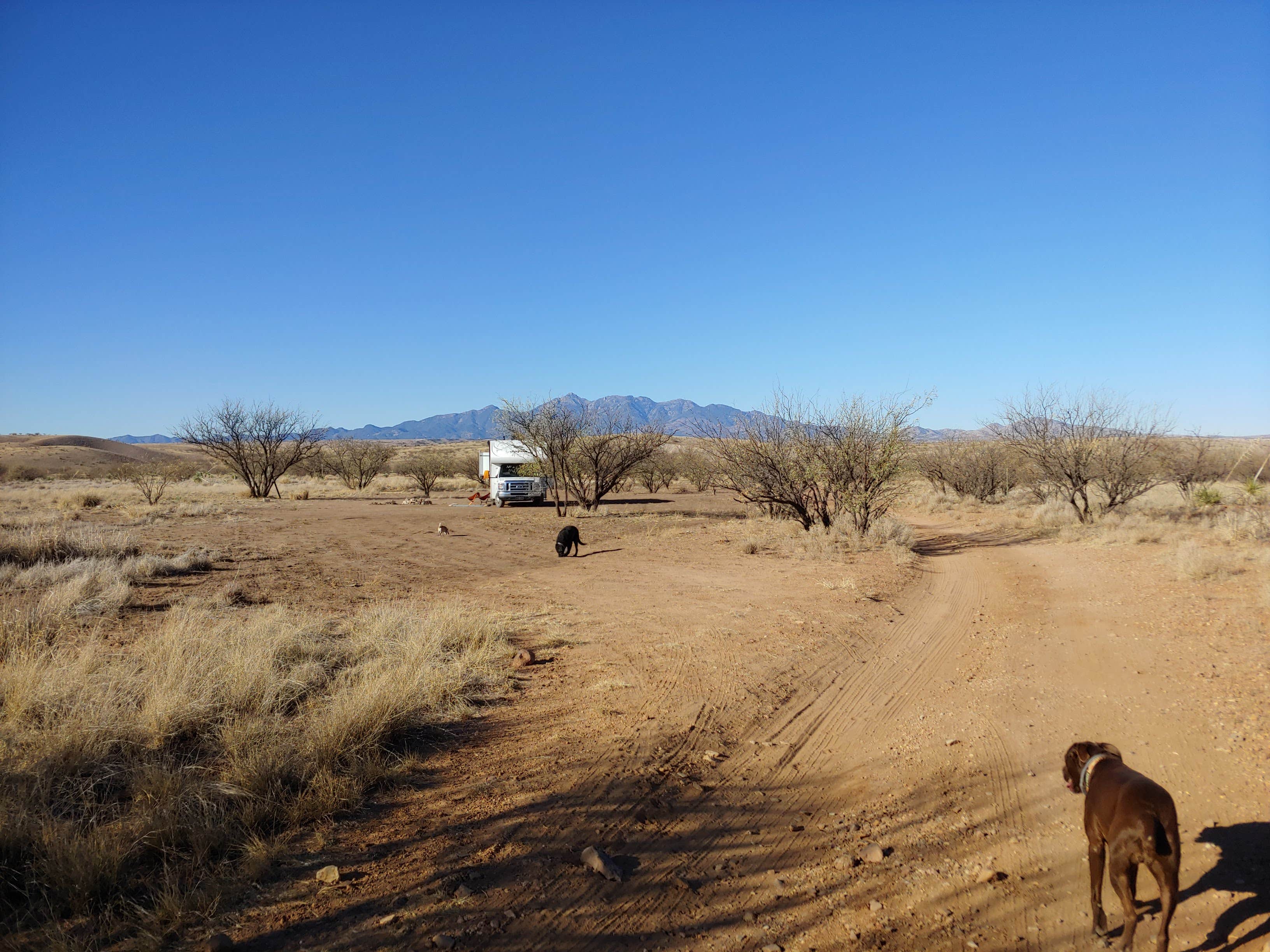 Laura M.'s photo of camping with pets at Road Canyon Camping Area near Sonoita, AZ