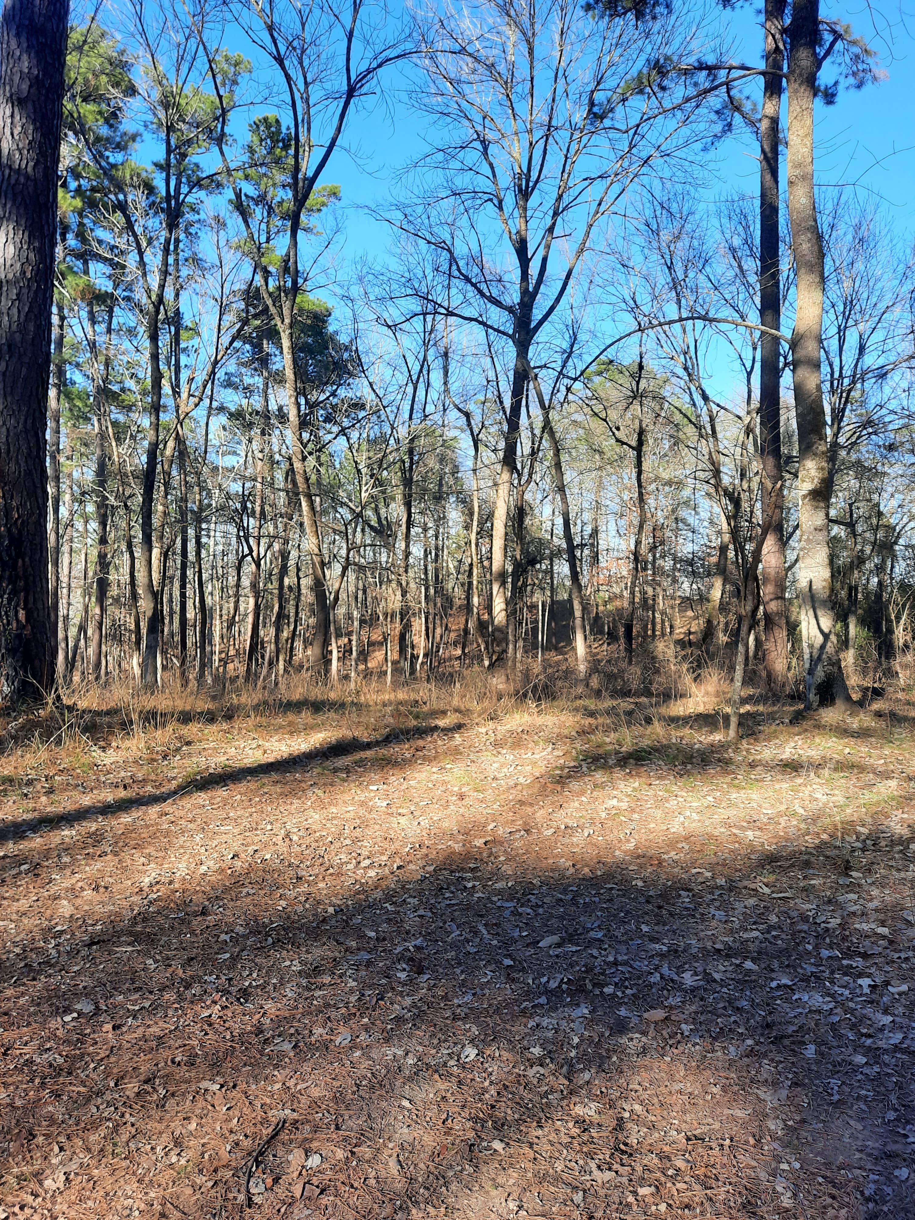 Camper submitted image from Neches Bluff Overlook Campground - 3