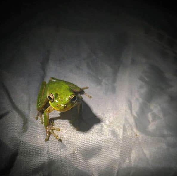 Camper-submitted photo at Paynes Prairie Preserve State Park Campground near Welaka, FL