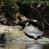 Review photo of Hillsborough River State Park Campground by Dan X., January 5, 2021