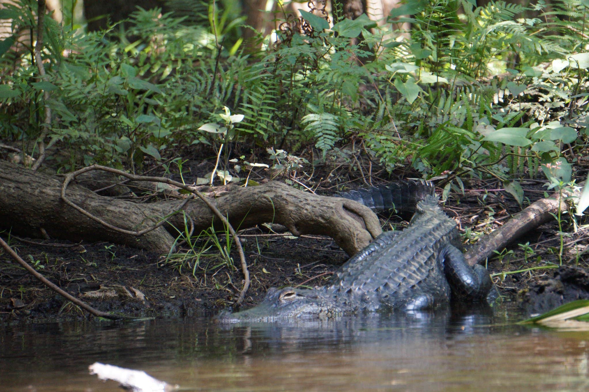 Camper-submitted photo at Hillsborough River State Park Campground in Florida