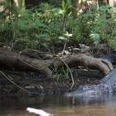 Review photo of Hillsborough River State Park Campground by Dan X., January 5, 2021