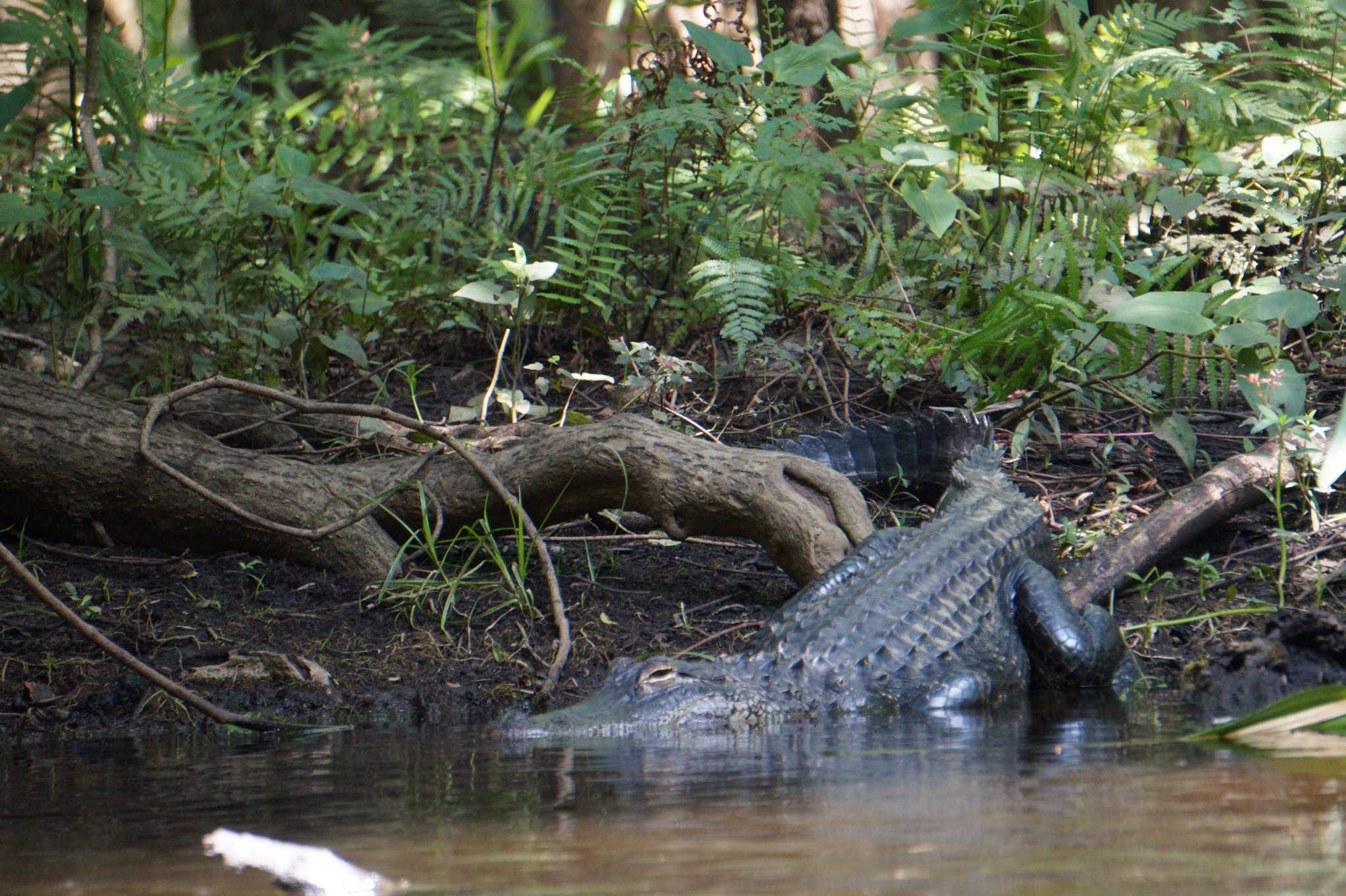 Camper submitted image from Hillsborough River State Park Campground - 1