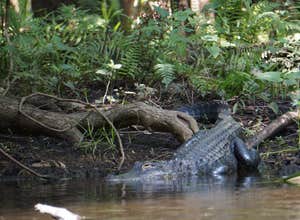 Hillsborough River State Park Campground