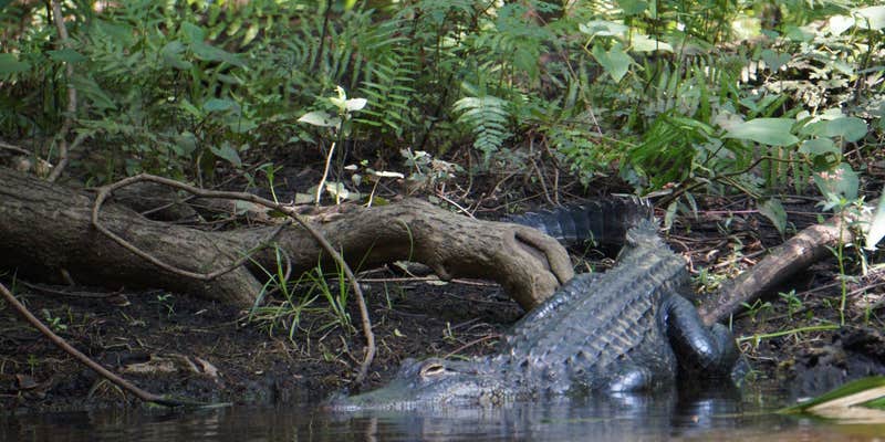 Camper submitted image from Hillsborough River State Park Campground