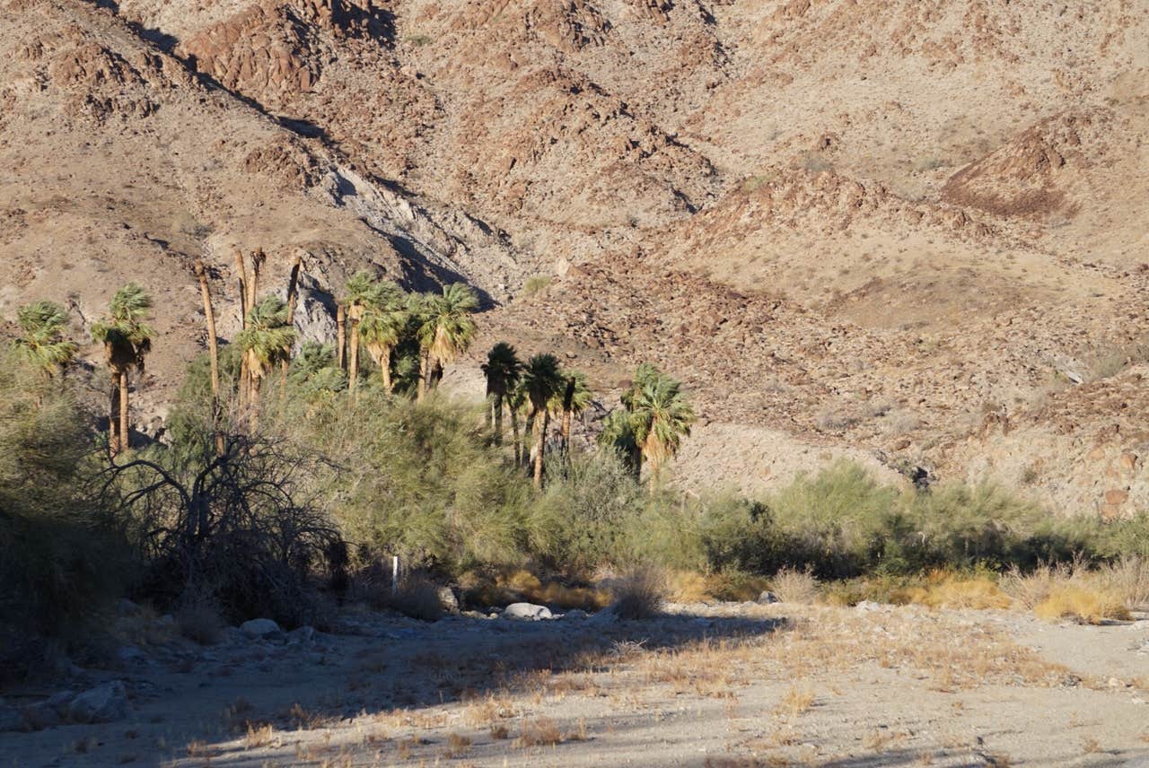 Camper-submitted photo at Corn Springs Campground near Joshua Tree National Park