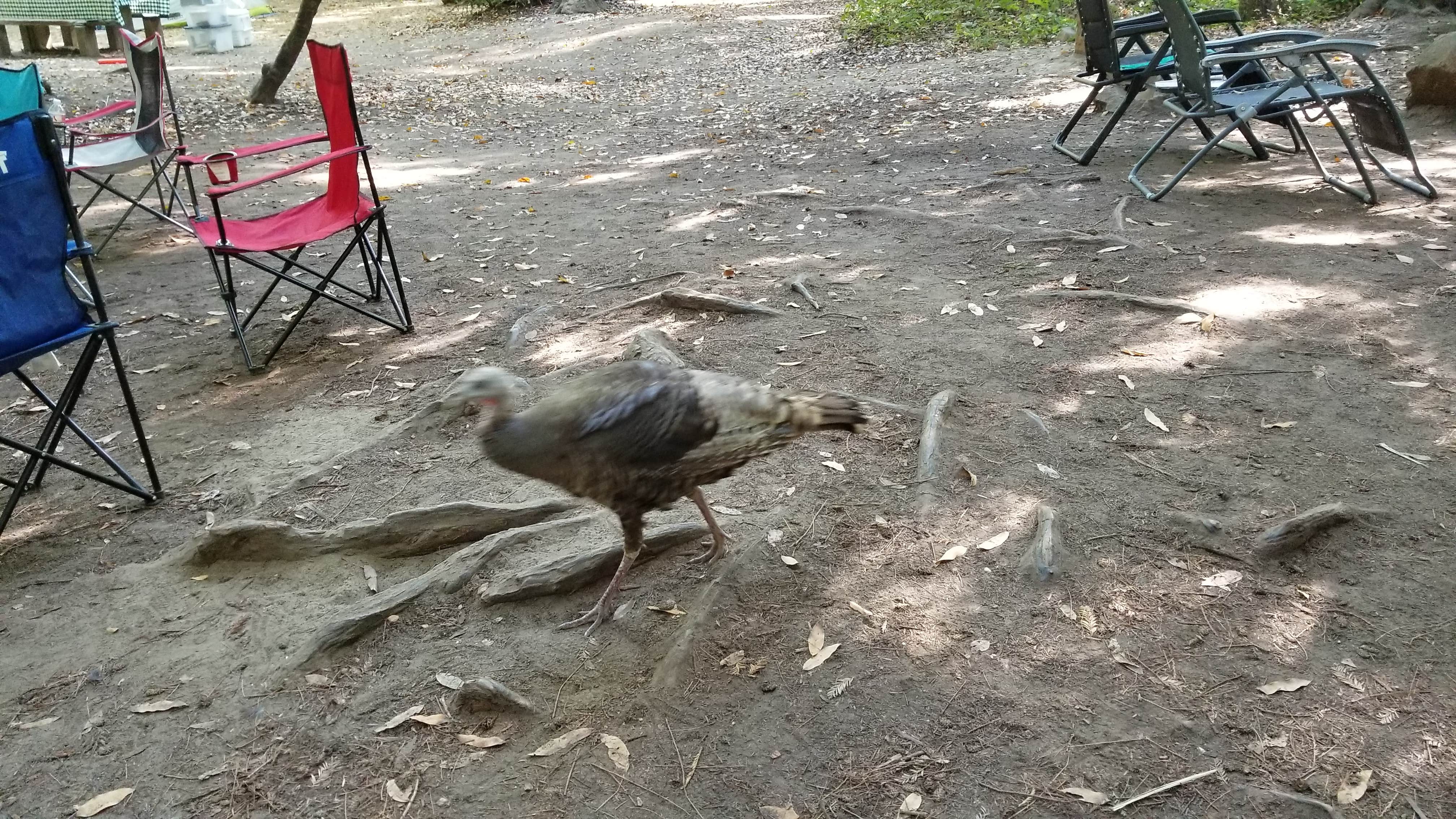 Camper-submitted photo at Pfeiffer Big Sur State Park Campground in California